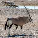 NAM OSHI Etosha 2016NOV26 033 : 2016, 2016 - African Adventures, Africa, Date, Etosha National Park, Month, Namibia, November, Oshikoto, Places, Southern, Trips, Year